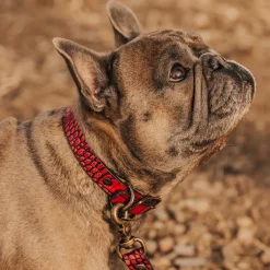 Fashion Dog Collar Womens Small Leather Goods