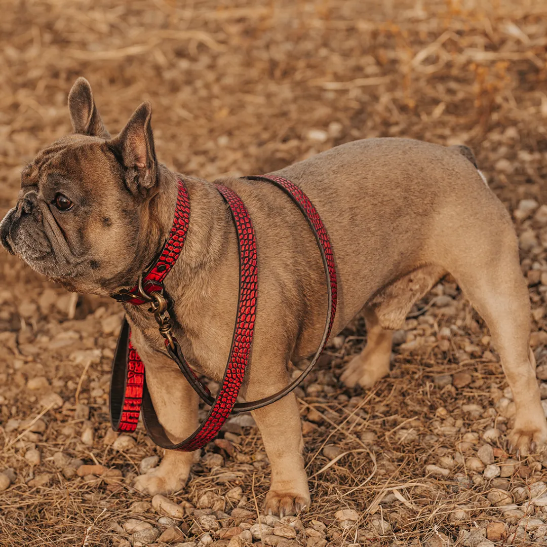 Best Dog Leash Womens Small Leather Goods